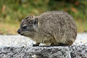 Images Dated 28th December 2013: Rock Hyrax -Procavia capensis-, young, Bettys Bay, Western Cape, South Africa