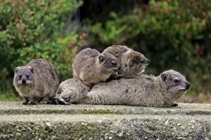 Images Dated 28th December 2013: Rock Hyraxes -Procavia capensis- adult female with three young, social behavior, Bettys Bay