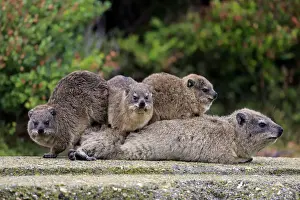 Hyracoidea Prints: Rock Hyraxes -Procavia capensis- adult female with three young
