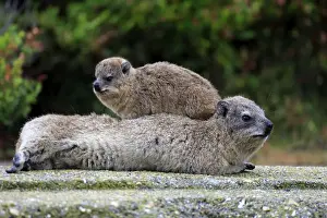 Rock Hyraxes -Procavia capensis- adult female with young on back, social behavior, Bettys Bay, Western Cape, South Africa