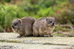 Images Dated 28th December 2013: Rock Hyraxes -Procavia capensis-, two young, Bettys Bay, Western Cape, South Africa