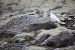 Rock Ptarmigan -Lagopus muta-, Skaftafells National Park, East Iceland, Iceland, Europe