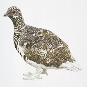 Rock Ptarmigan, Lagopus mutus, highly patterned bird with feathered feet