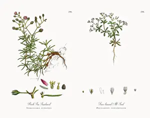 Rock Sea Sandwort, Spergularia rupestris, Victorian Botanical Illustration, 1863