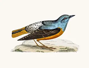 Rock Thrush bird