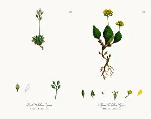 Images Dated 18th November 2017: Rock Whitlow Grass, Draba Rupestris, Victorian Botanical Illustration, 1863