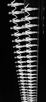 Similarity Prints: Rockettes at Radio City Music Hall