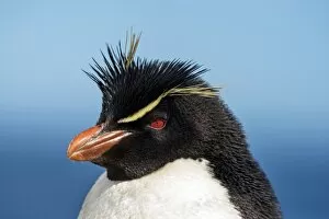 Rockhopper Penguin -Eudyptes chrysocome-, portrait, New Island, Falkland Islands, United Kingdom