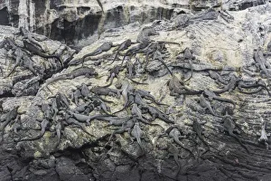 Marine Iguana Gallery: Rocks on the coast with a large colony of Marine Iguanas -Amblyrhynchus cristatus
