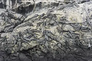Ecuador Prints: Rocks on the coast with a large colony of Marine Iguanas -Amblyrhynchus cristatus
