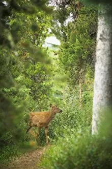 Lake Louise, Canada Gallery: Rocky Mountain Elk Calf
