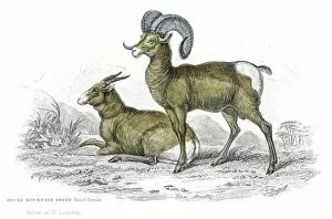 Images Dated 26th May 2017: Rocky mountain sheep lithograph 1884