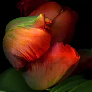 Magda Indigo Collection: Rococo Parrot tulip
