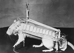 Rodent Regalia