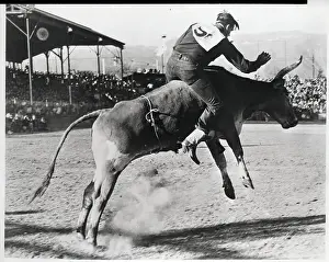 Rodeo Rider Riding Bucking Bull