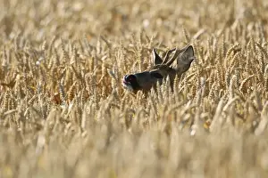 Hiding Place Prints: Roe Deer -Capreolus capreolus-, buck in a wheat field, Lower Austria, Austria