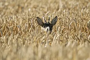 Hiding Place Prints: Roe Deer -Capreolus capreolus-, buck in a wheat field, Lower Austria, Austria