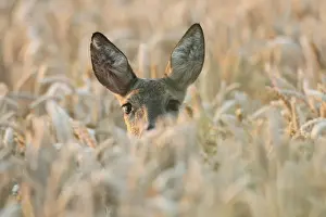 Hiding Place Prints: Roe Deer -Capreolus capreolus-, in a wheat field, Lower Austria, Austria