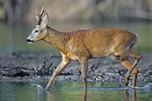 Roe Deer -Capreolus capreolus-, buck on a bank of the Middle Elbe River, Saxony-Anhalt, Germany
