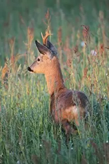 Images Dated 27th May 2013: Roe deer -Capreolus capreolus-, buck with abnormal antlers, in the evening light, Allgau, Bavaria