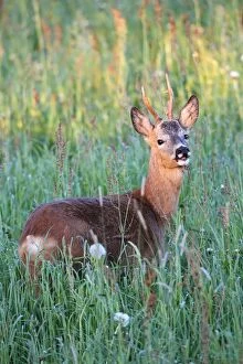 Images Dated 27th May 2013: Roe deer -Capreolus capreolus-, buck with abnormal antlers, in the evening light, Allgaeu, Bavaria