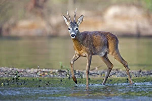 Roe Deer -Capreolus capreolus-, buck on a bank of the Middle Elbe River, Saxony-Anhalt, Germany