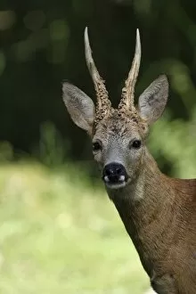 Images Dated 24th June 2014: Roe Deer -Capreolus capreolus-, buck, captive, Sweden