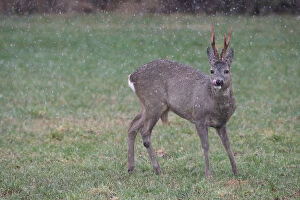 Images Dated 19th March 2011: Roe Deer -Capreolus capreolus-, buck with clean antlers, still coloured red, during snowfall