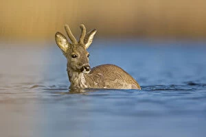 Images Dated 12th April 2014: Roe Deer -Capreolus capreolus-, buck crossing the Middle Elbe River, Saxony-Anhalt, Germany