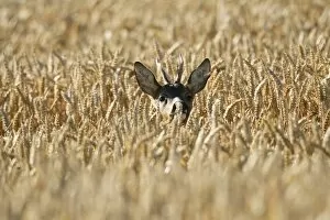 Roe Deer -Capreolus capreolus-, buck in a wheat field, Lower Austria, Austria