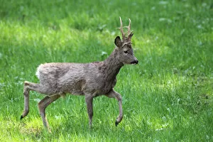 Roe Deer -Capreolus capreolus-, buck in winter coat, Lower Austria, Austria