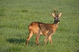Buck Gallery: Roe deer (Capreolus capreolus), changing from red summer coat to grey winter coat, Allgaeu