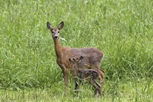 Roe deer -Capreolus capreolus-, doe with fawn, Allgaeu, Bavaria, Germany