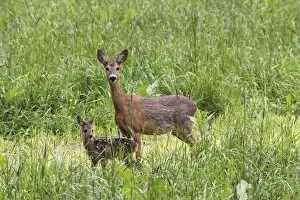 Images Dated 2nd June 2013: Roe deer -Capreolus capreolus-, doe with fawn, Allgau, Bavaria, Germany