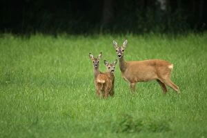 Images Dated 1st July 2011: Roe deer -Capreolus capreolus-, doe with two six-week-old fawns, Allgaeu, Bavaria, Germany, Europe