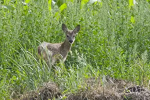 Cervidae Prints: Roe Deer (Capreolus capreolus) fawn