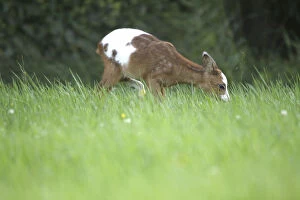 Images Dated 26th June 2013: Roe Deer -Capreolus capreolus- fawn with erroneous pigmentation in the coat, Allgau, Bavaria