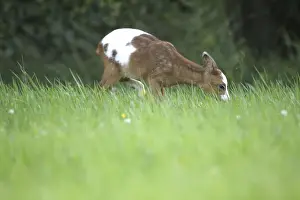 Extraordinary Prints: Roe Deer -Capreolus capreolus- fawn with erroneous pigmentation in the coat