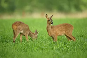 Images Dated 31st July 2011: Two Roe Deer -Capreolus capreolus-, fawns, two months, Allgaeu, Bavaria, Germany, Europe