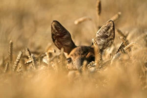 Roe deer -Capreolus capreolus-, female in a corn field, Allgaeu, Bavaria, Germany, Europe