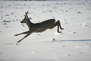 Buck Gallery: Roe deer (Capreolus capreolus) jumping in snow, Allgaeu, Bavaria, Germany, Europe