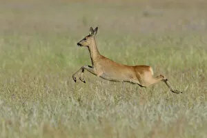 Images Dated 30th May 2014: Roe Deer -Capreolus capreolus- leaping across a meadow, North Rhine-Westphalia, Germany