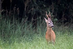 Images Dated 20th July 2012: Roe deer -Capreolus capreolus-, male, standing in tall grass, Allgaeu, Bavaria, Germany, Europe