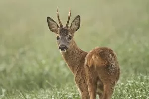 Images Dated 19th May 2012: Roe Deer -Capreolus capreolus-, Roebuck, Limburg an der Lahn, Hesse, Germany, Europe