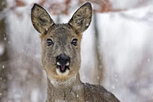 Images Dated 23rd February 2013: Roe Deer -Capreolus capreolus- with snowflakes in winter, Saxony-Anhalt, Germany