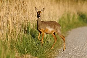 Roe deer -Capreolus capreolus- standing on a dirt road on the edge of reeds, Lake Neusiedl, Burgenland, Austria, Europe