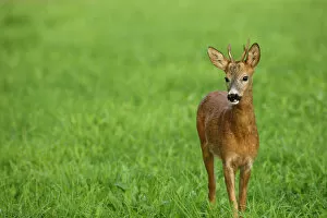 Images Dated 31st July 2011: Roe Deer -Capreolus capreolus-, young buck, Allgaeu, Bavaria, Germany, Europe