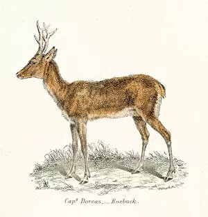 Images Dated 3rd April 2017: Roebuck antelope engraving 1803