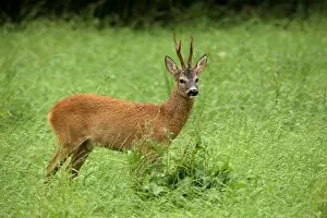 Images Dated 14th July 2011: Roebuck -Capreolus capreolus- in the red summer coat, Allgaeu, Bavaria, Germany, Europe