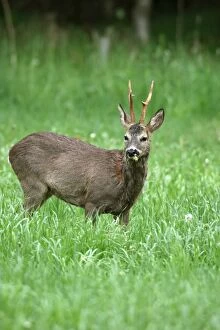 Buck Gallery: Roebuck (Capreolus capreolus), shedding, switching from grey winter coat to red summer coat